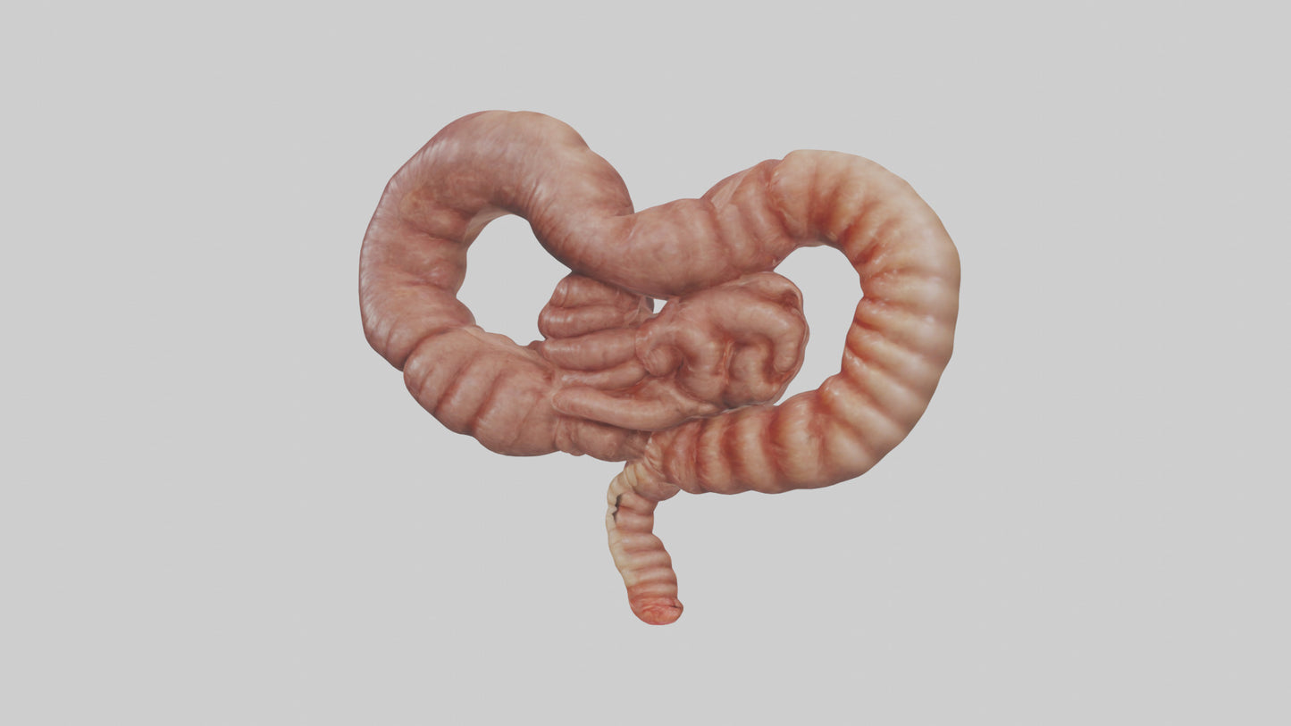3D model Kangaroo Small Intestine VR / AR / low-poly