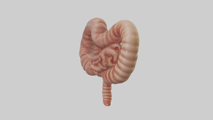 3D model Kangaroo Small Intestine VR / AR / low-poly