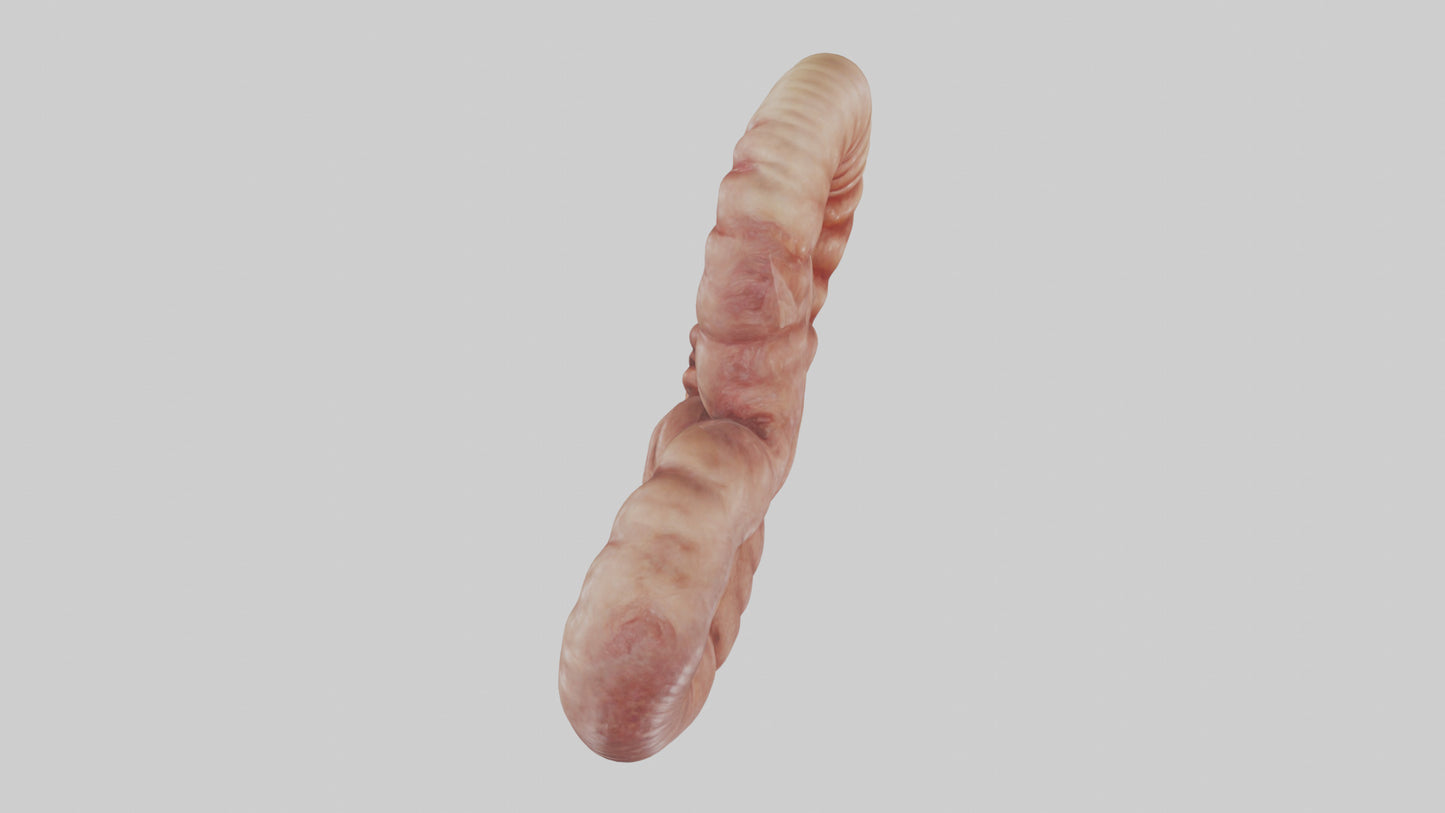 3D model Kangaroo Small Intestine VR / AR / low-poly