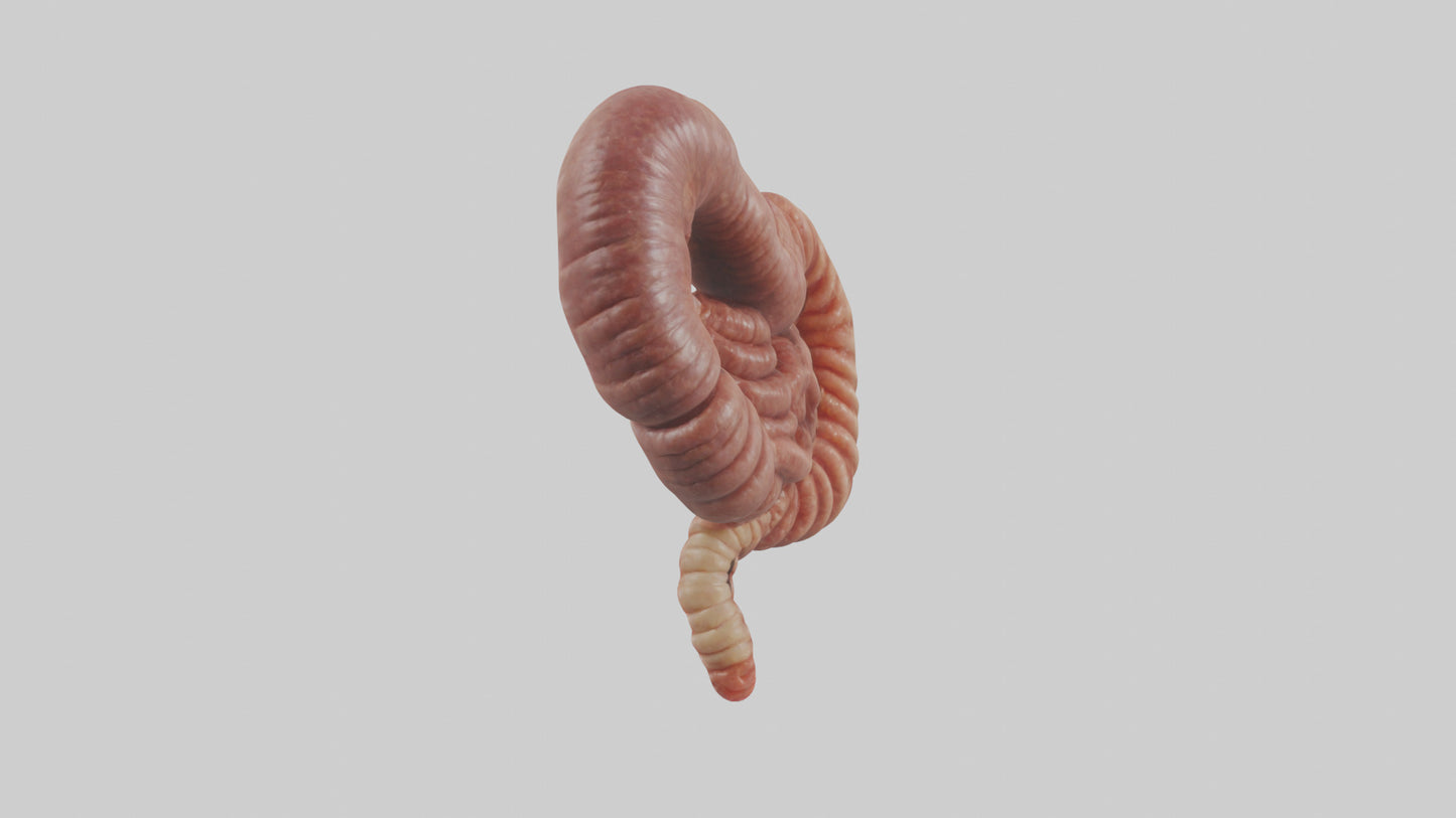 3D model Kangaroo Small Intestine VR / AR / low-poly