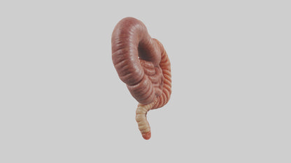 3D model Kangaroo Small Intestine VR / AR / low-poly
