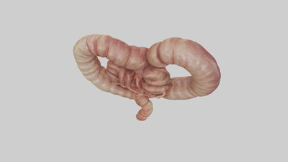 3D model Kangaroo Small Intestine VR / AR / low-poly