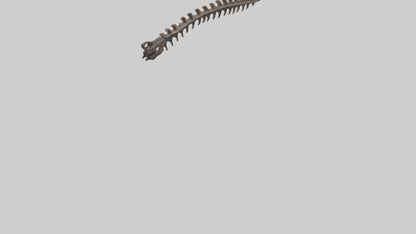 3D model Kangaroo Spine VR / AR / low-poly
