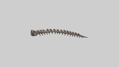 3D model Kangaroo Spine VR / AR / low-poly