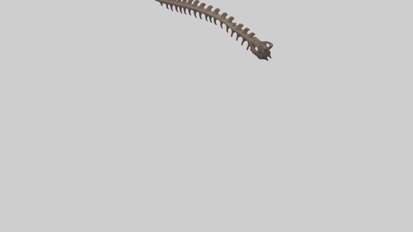 3D model Kangaroo Spine VR / AR / low-poly