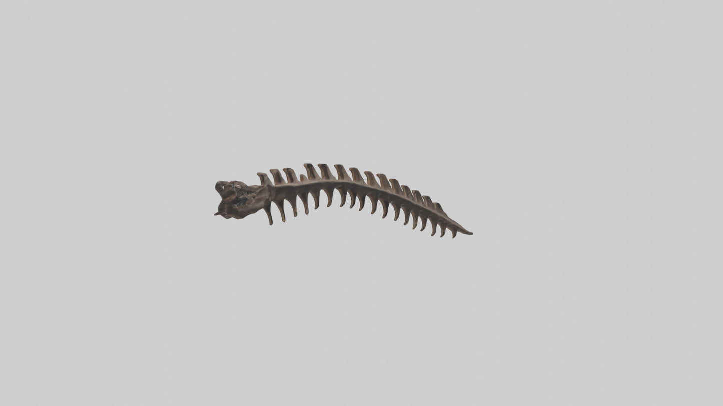 3D model Kangaroo Spine VR / AR / low-poly