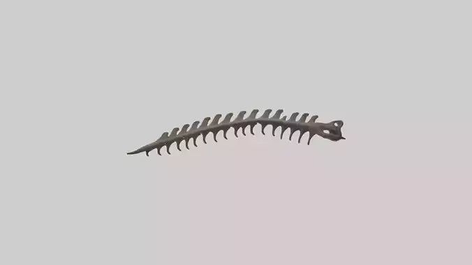 3D model Kangaroo Spine VR / AR / low-poly