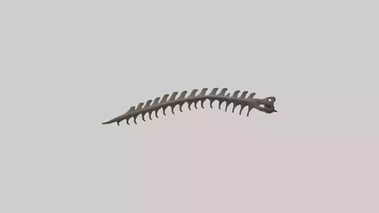 3D model Kangaroo Spine VR / AR / low-poly