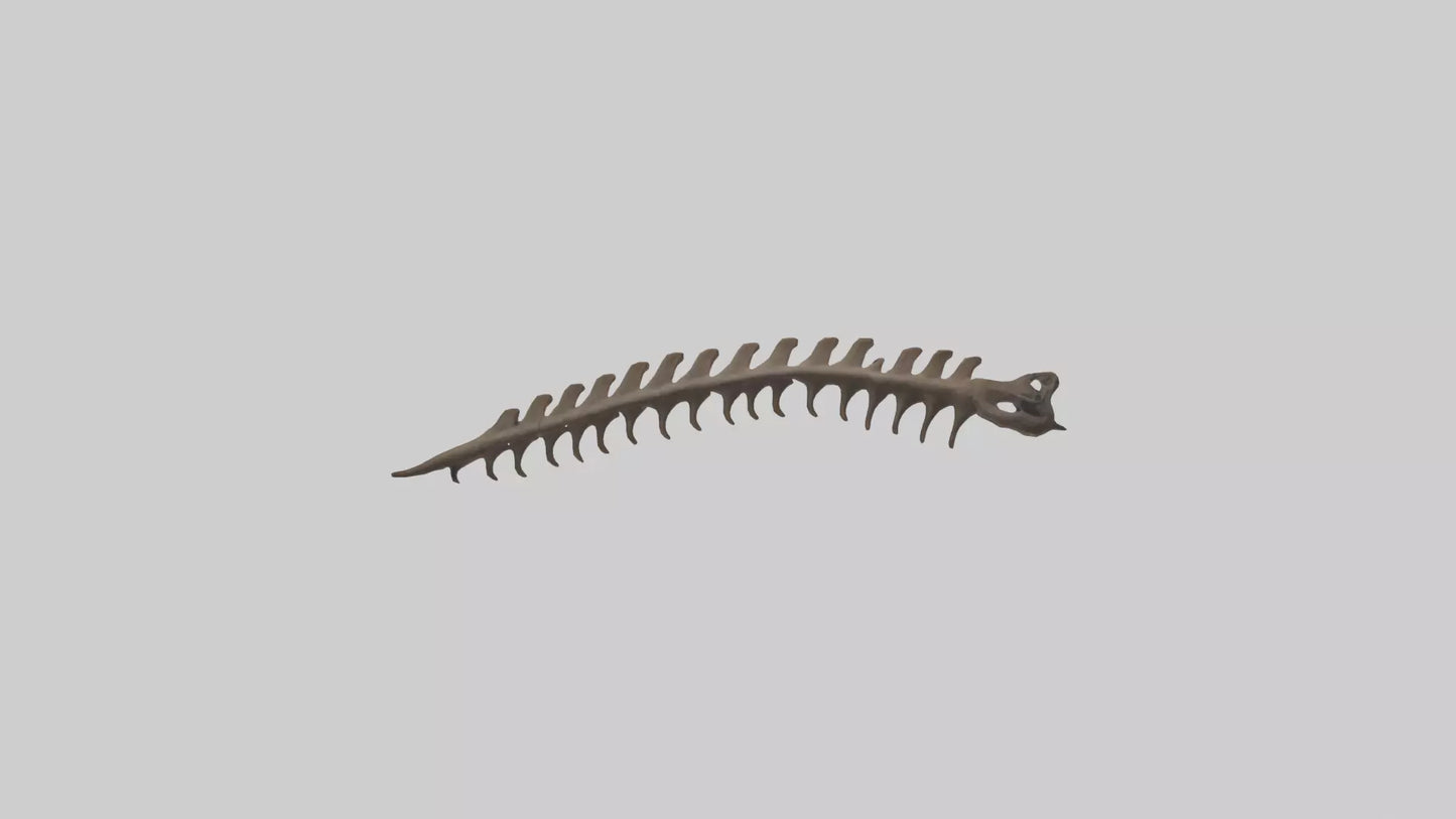 3D model Kangaroo Spine VR / AR / low-poly