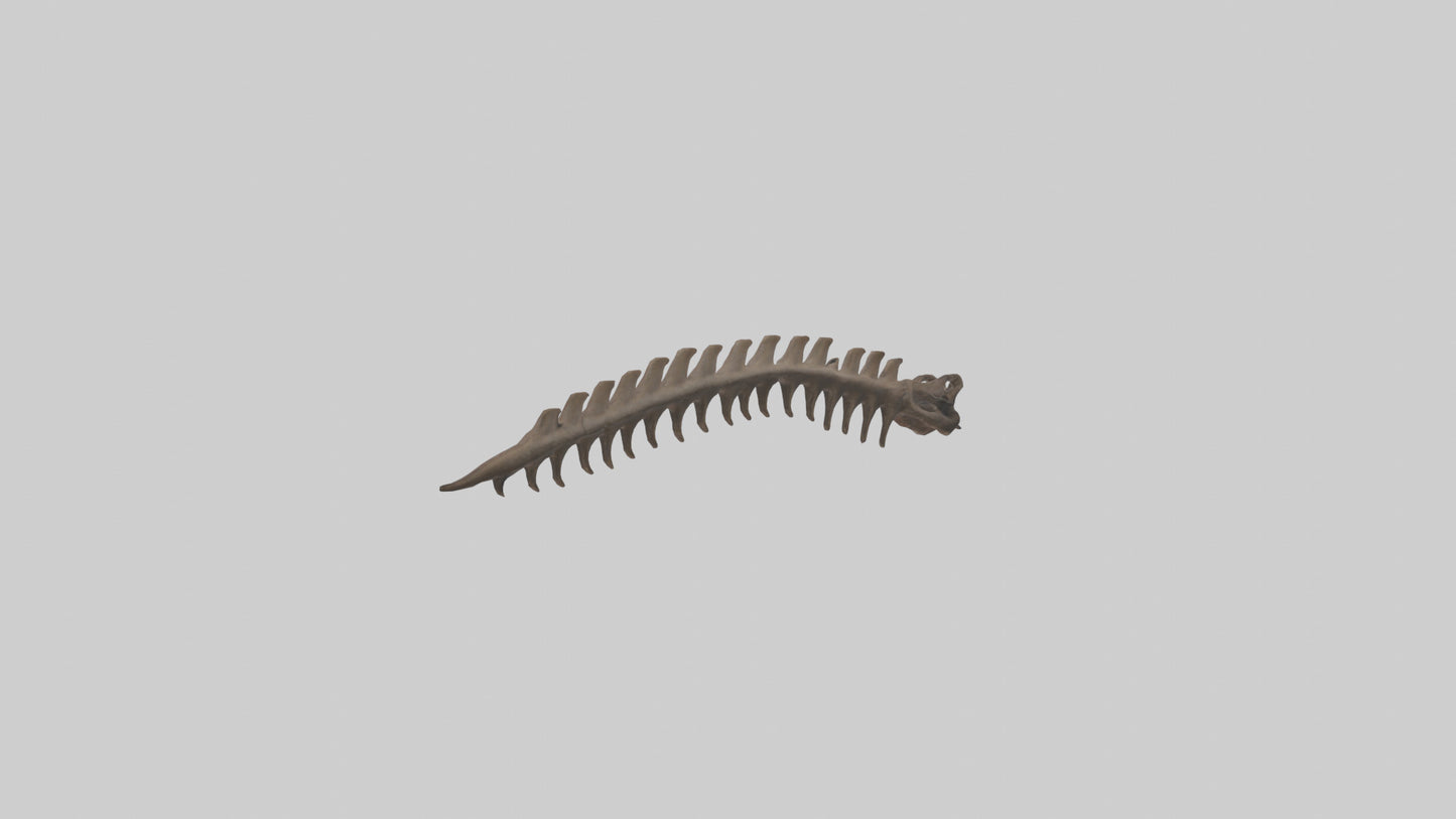 3D model Kangaroo Spine VR / AR / low-poly