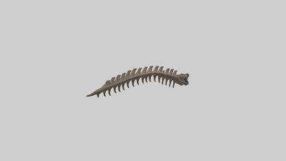 3D model Kangaroo Spine VR / AR / low-poly