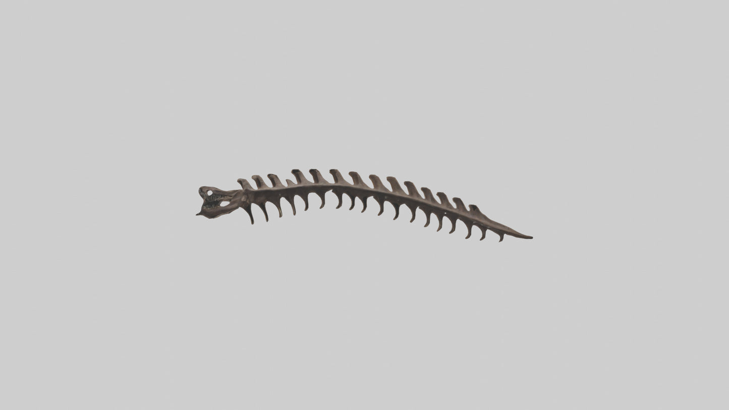 3D model Kangaroo Spine VR / AR / low-poly