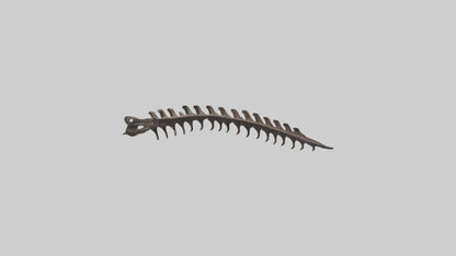 3D model Kangaroo Spine VR / AR / low-poly