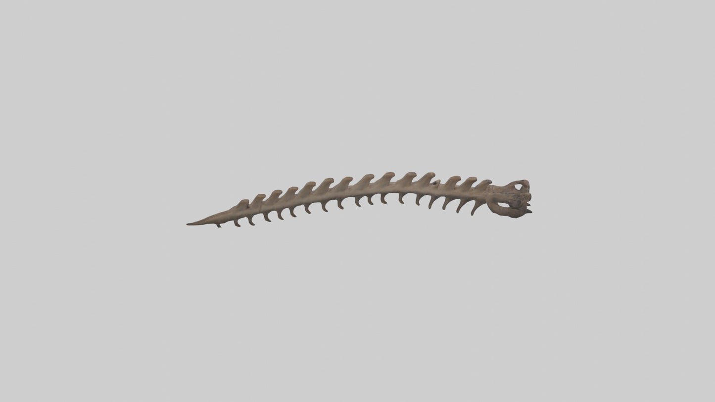 3D model Kangaroo Spine VR / AR / low-poly