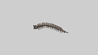 3D model Kangaroo Spine VR / AR / low-poly