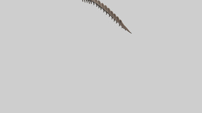 3D model Kangaroo Spine VR / AR / low-poly