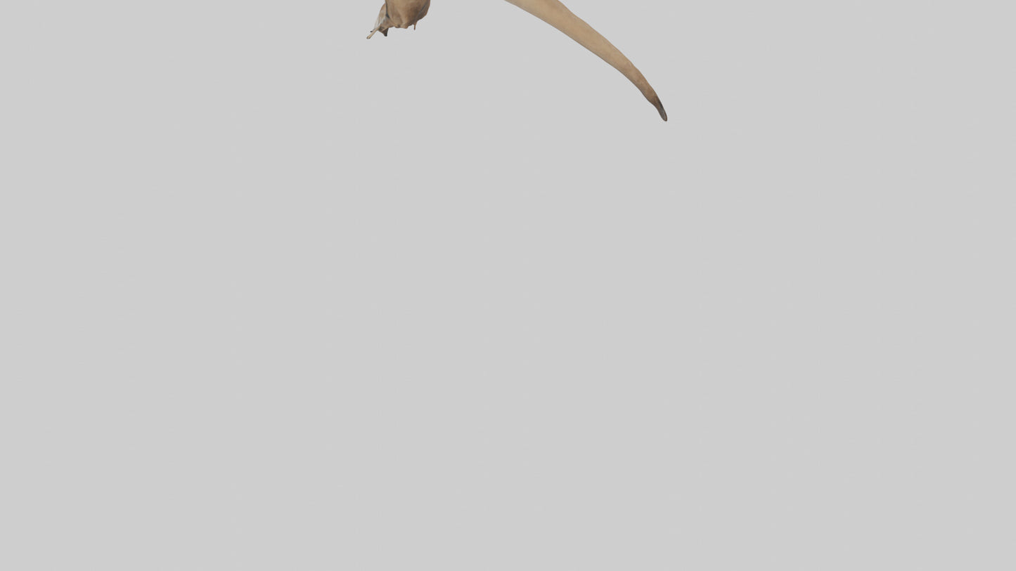 Kangaroo Tail 3D model