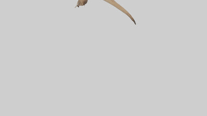Kangaroo Tail 3D model