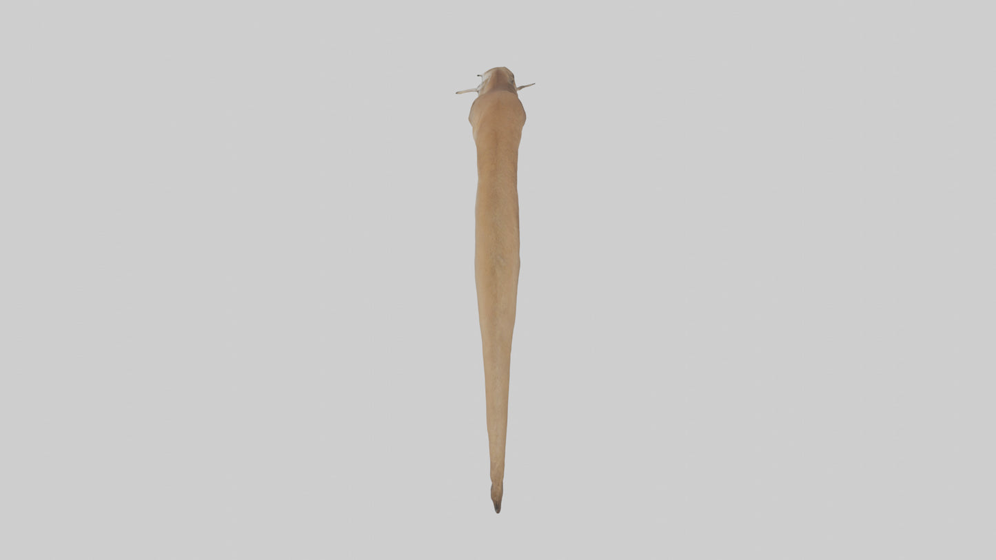 Kangaroo Tail 3D model