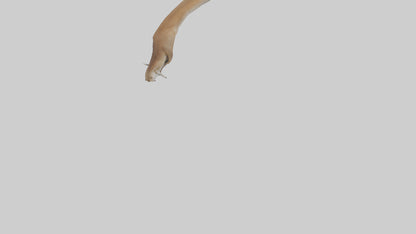 Kangaroo Tail 3D model