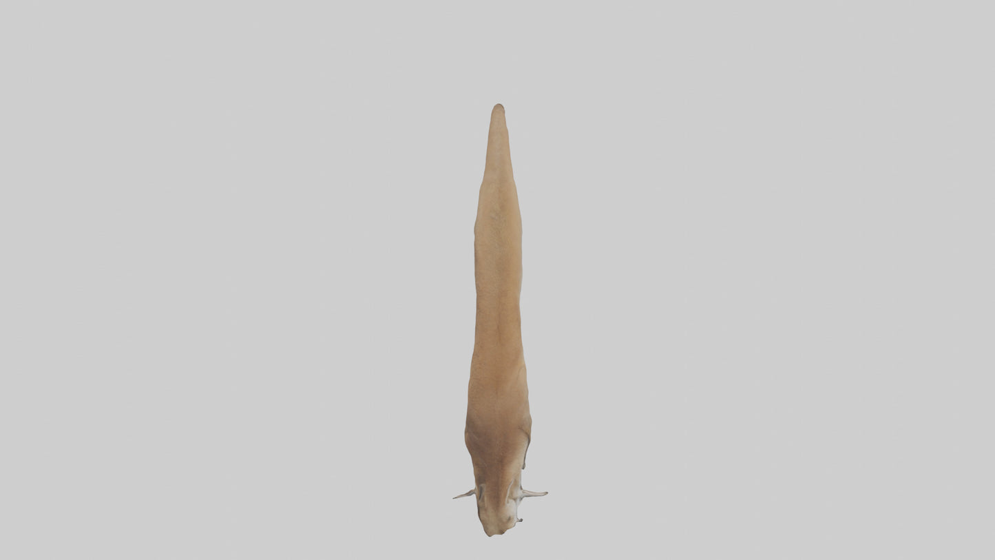 Kangaroo Tail 3D model