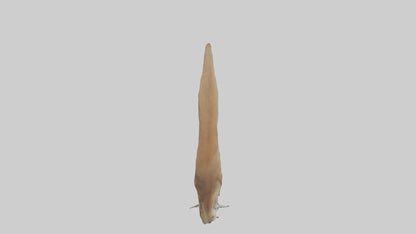 Kangaroo Tail 3D model