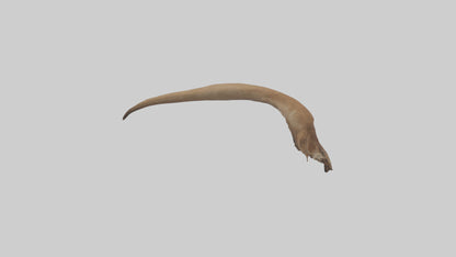 Kangaroo Tail 3D model