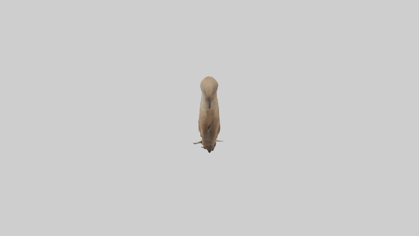 Kangaroo Tail 3D model