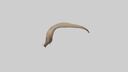 Kangaroo Tail 3D model
