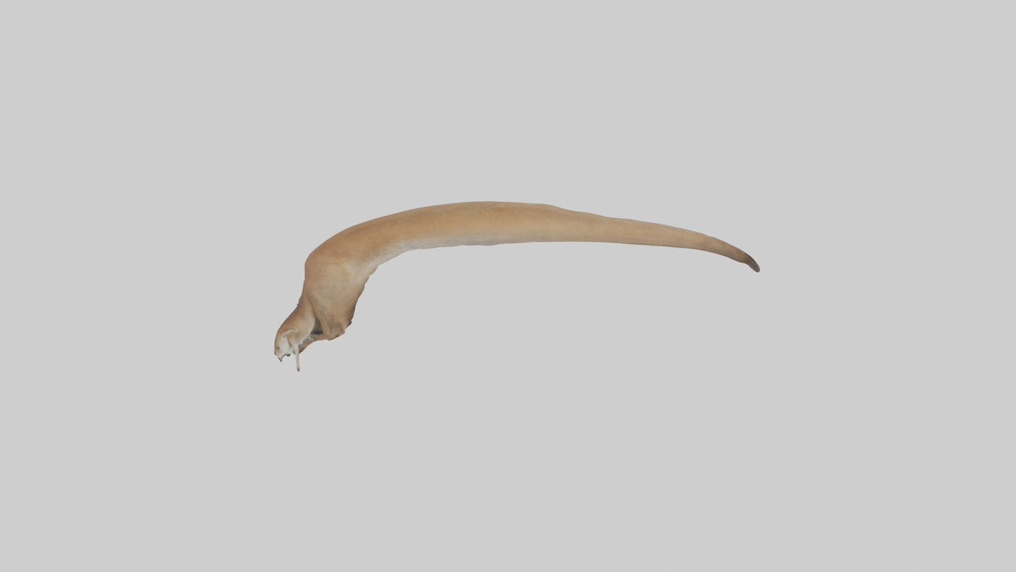 Kangaroo Tail 3D model