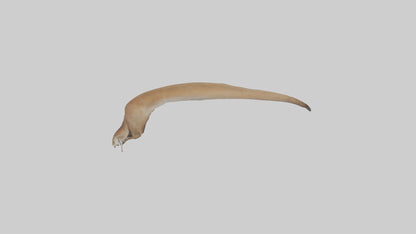 Kangaroo Tail 3D model