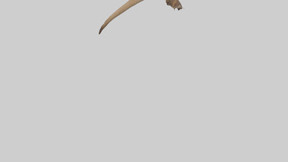 Kangaroo Tail 3D model