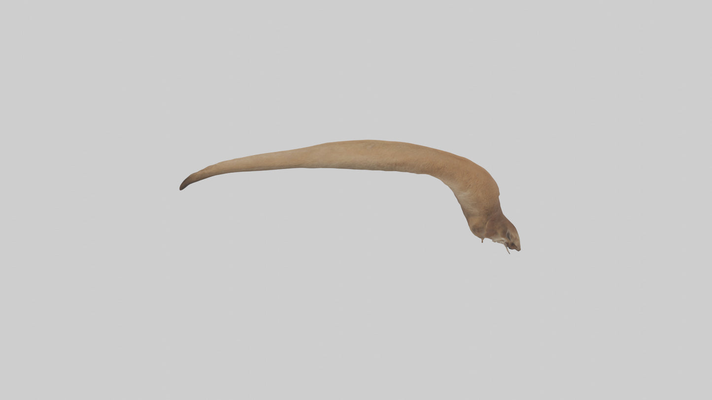 Kangaroo Tail 3D model