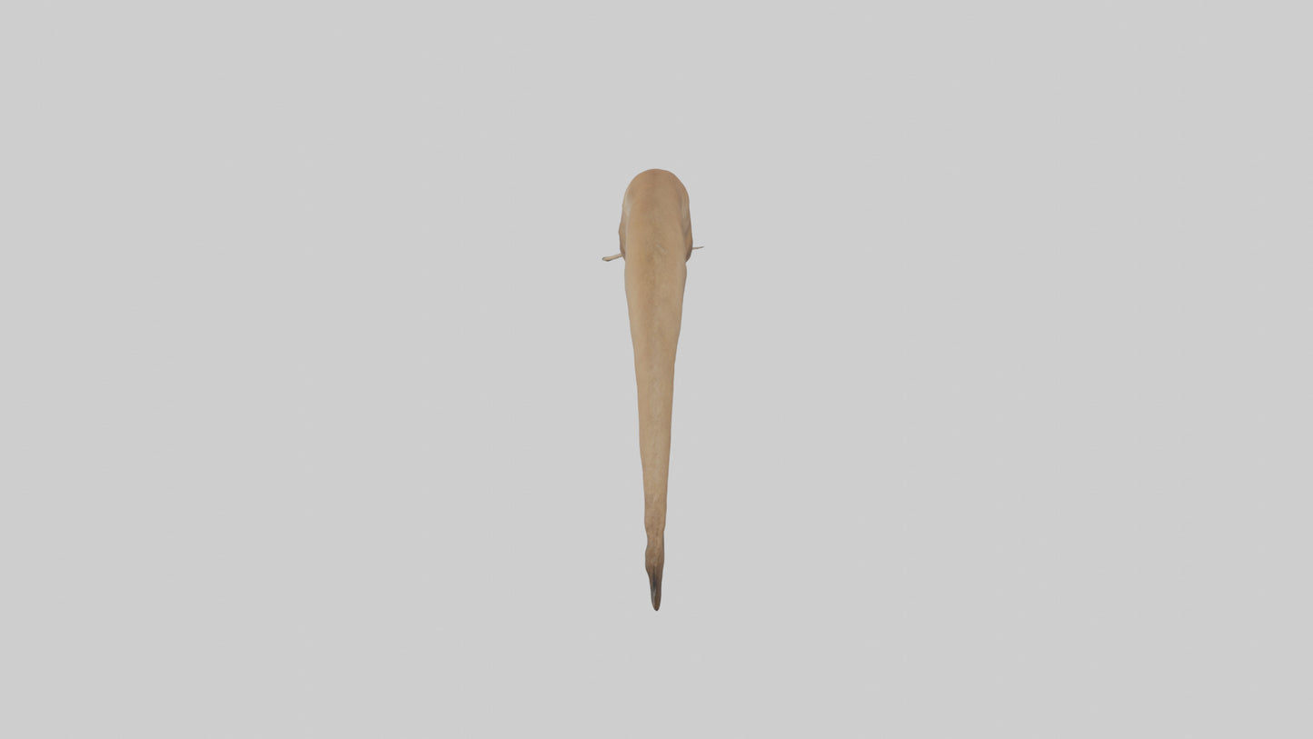 Kangaroo Tail 3D model