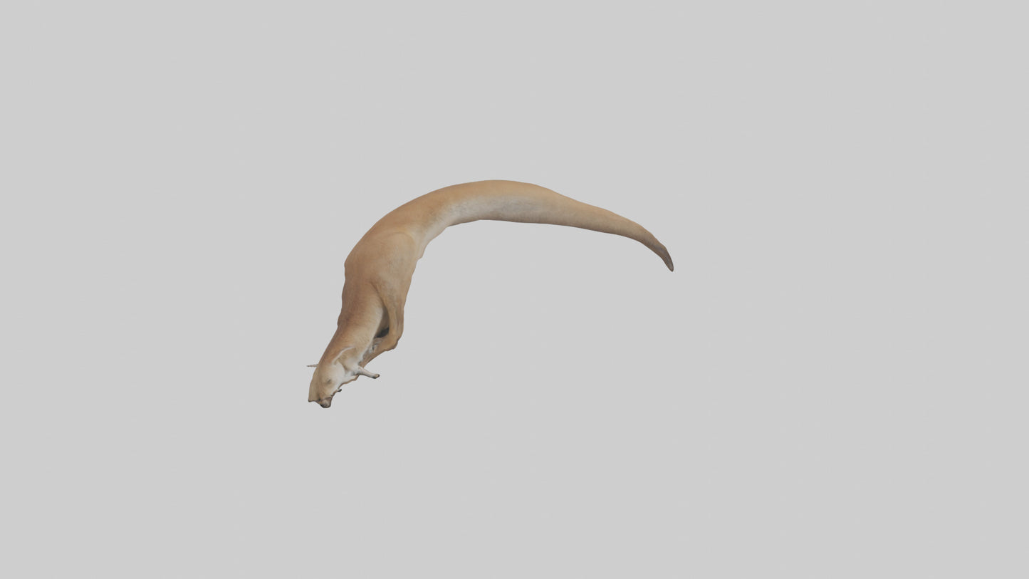 Kangaroo Tail 3D model