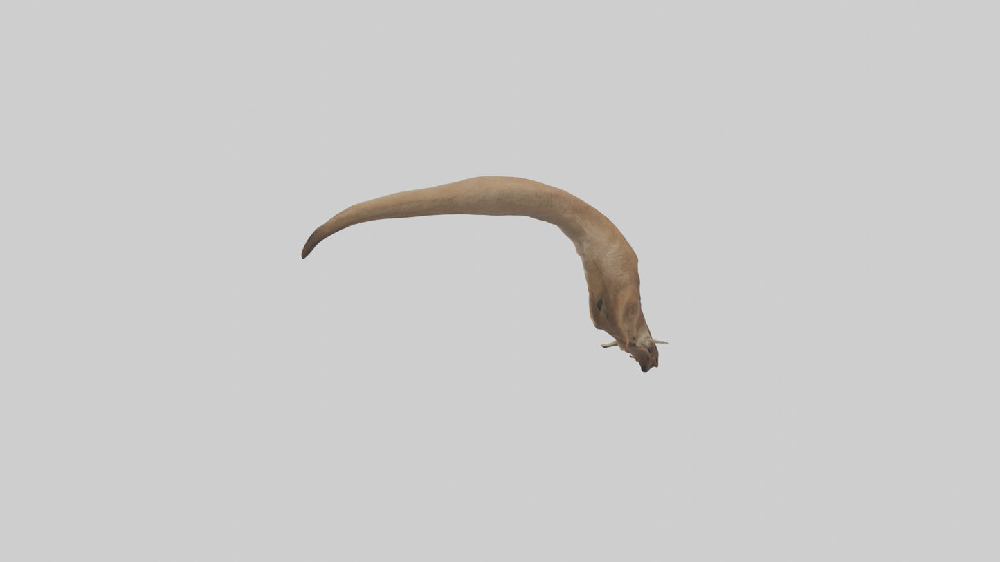 Kangaroo Tail 3D model