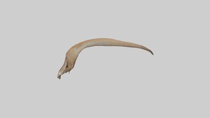Kangaroo Tail 3D model