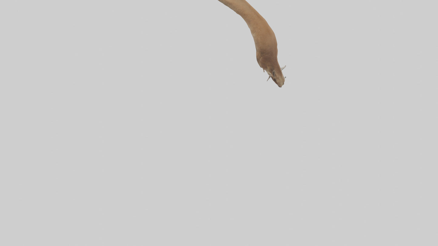 Kangaroo Tail 3D model