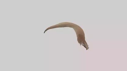 Kangaroo Tail 3D model