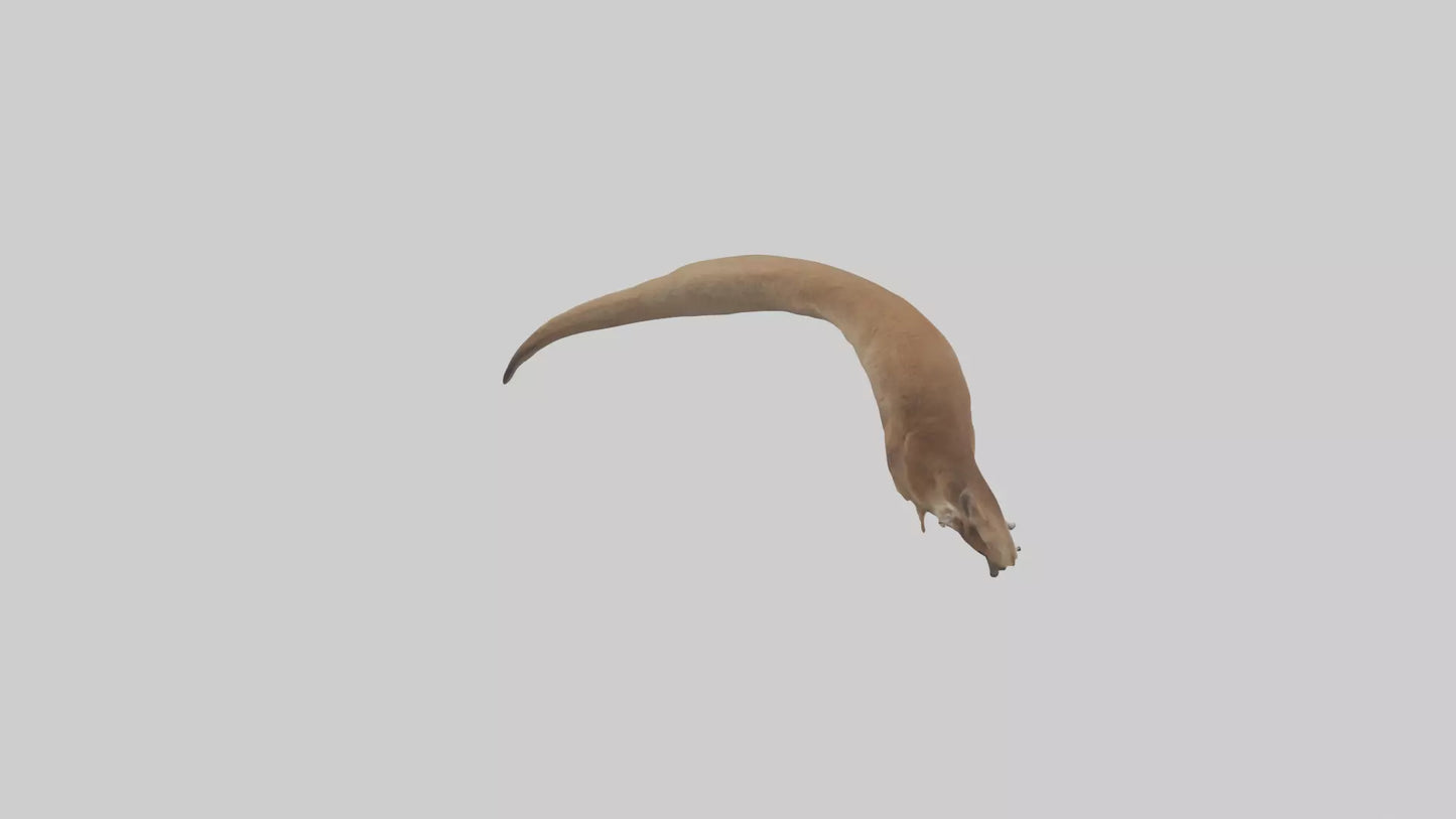 Kangaroo Tail 3D model