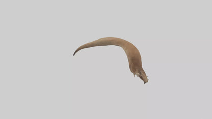 Kangaroo Tail 3D model