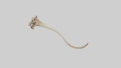 3D model Kangaroo Tibia VR / AR / low-poly