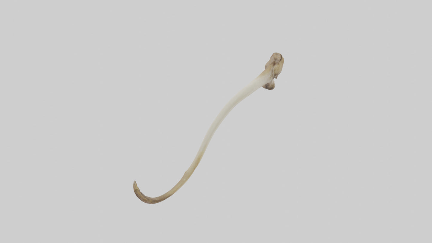 3D model Kangaroo Tibia VR / AR / low-poly