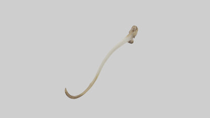 3D model Kangaroo Tibia VR / AR / low-poly