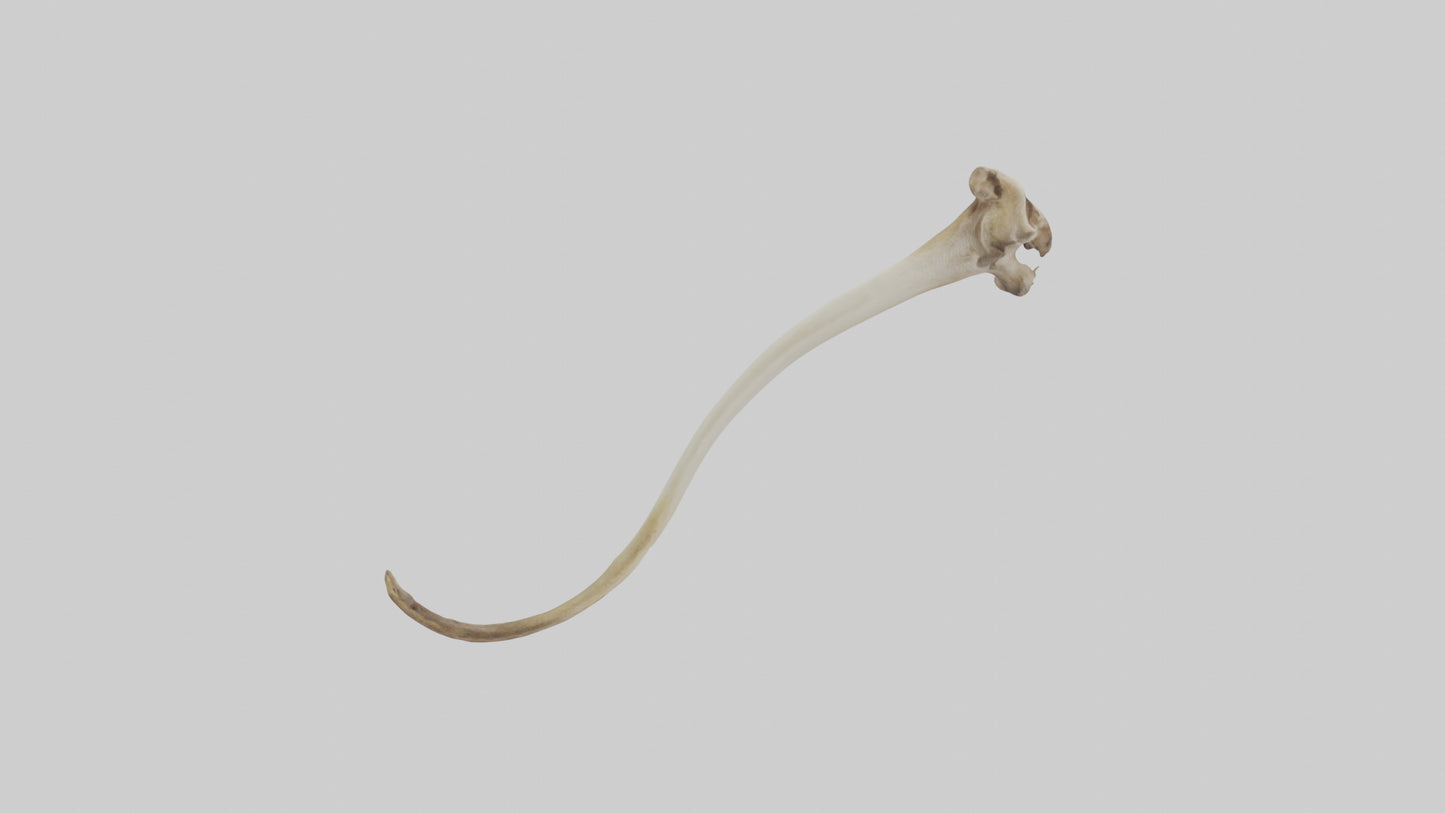 3D model Kangaroo Tibia VR / AR / low-poly