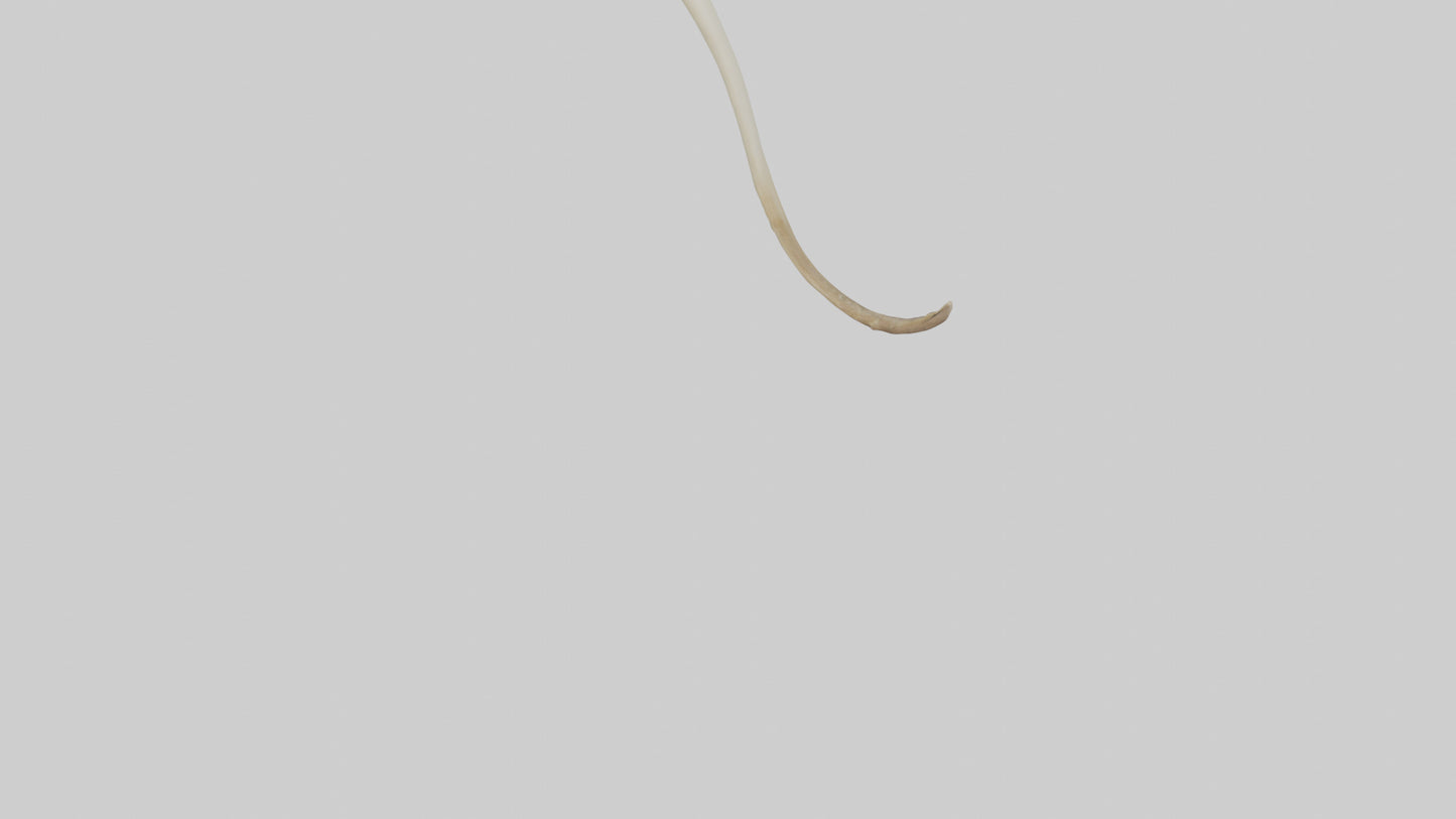 3D model Kangaroo Tibia VR / AR / low-poly