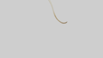 3D model Kangaroo Tibia VR / AR / low-poly