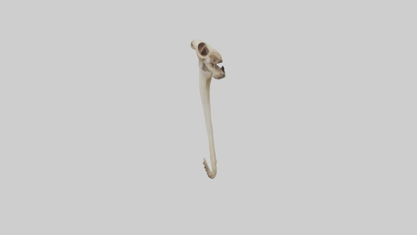 3D model Kangaroo Tibia VR / AR / low-poly