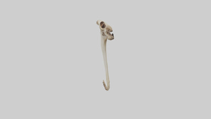 3D model Kangaroo Tibia VR / AR / low-poly
