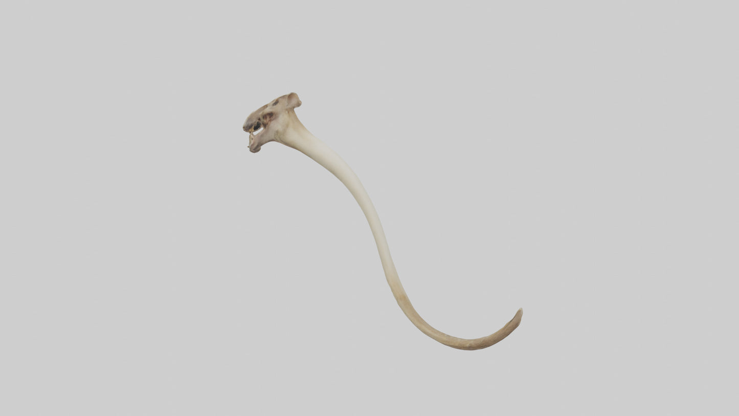 3D model Kangaroo Tibia VR / AR / low-poly